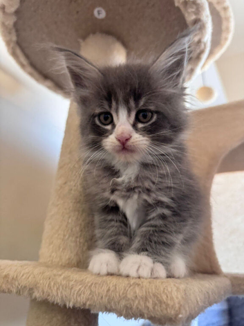 Maine Coons kitten