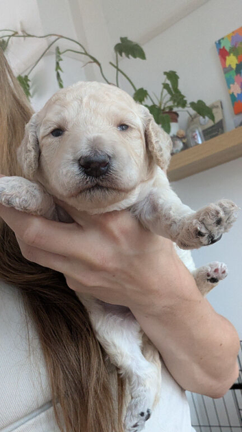 Exceptional moyen poodle puppies