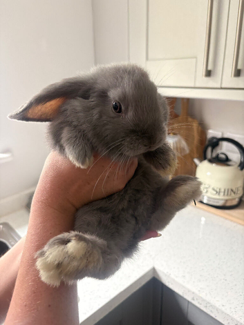 2 mini lop & 1 lion lop bunnies for sale
