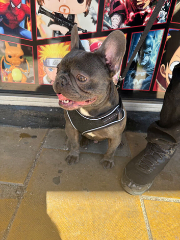 Male French bulldog for sale