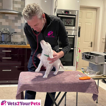 Mobile Vet Services with Vets 2 Your Pets