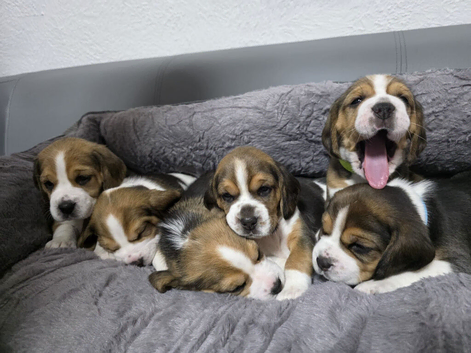 Beagle Puppies Ready for Love!!