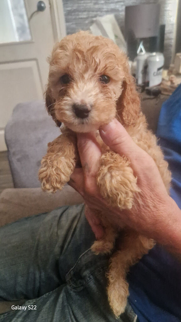 4 puppies
