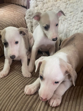 Fabulous Litter of Whippet Pups For Sale