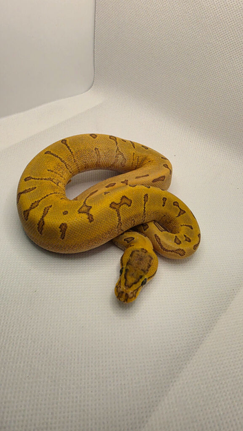 2026 pastel super enchi pinstripe hypo ball python
