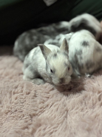 Four Lionhead Babies Ready Soon