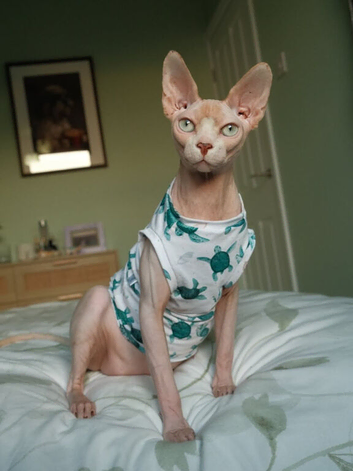 Sphynx Cat