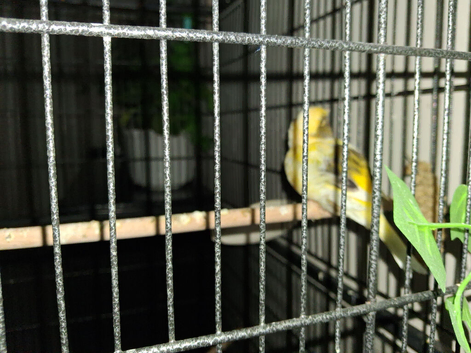 canary hen this years
