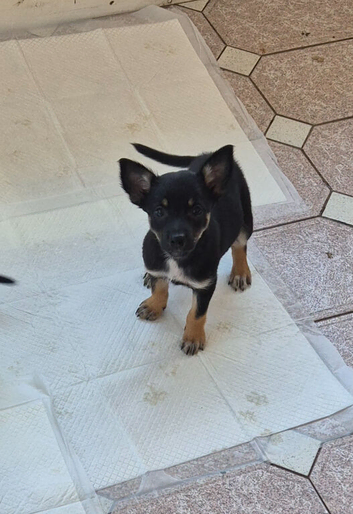 Kelpie cross puppies 8, 4 available.