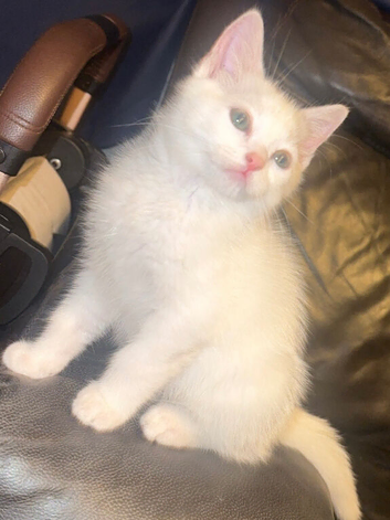 Ragdoll X