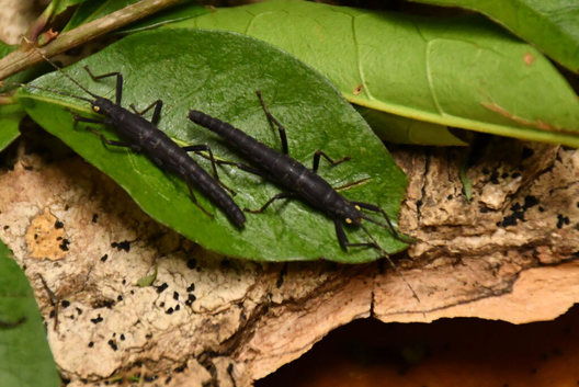 Black Beauty Stick Insect