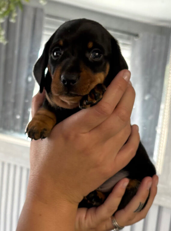 Mini dachshund puppies