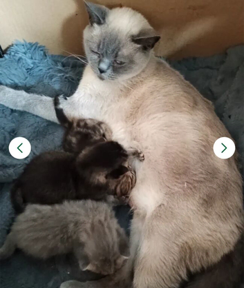 British shorthair kittens for sale. Fully vaccinated, ready now