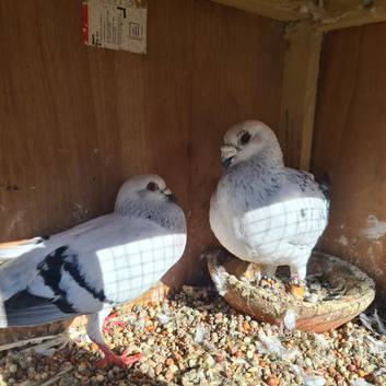 Syrian pigeon