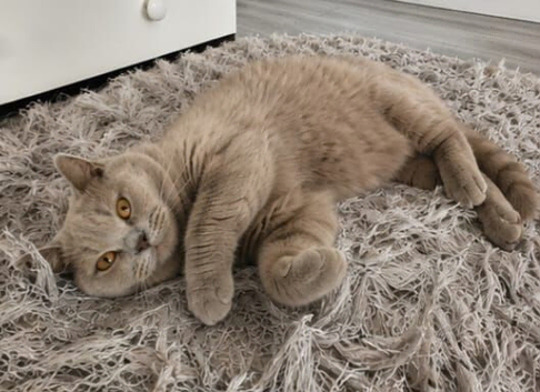 Beautiful lilac british-shorthair girl British Shorthair