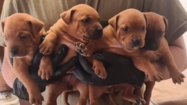 Red staffy puppy's