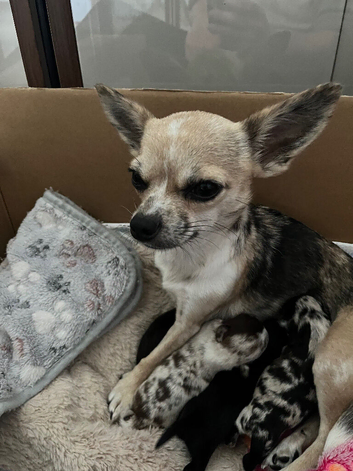 3 Beautiful Baby Chihuahua
