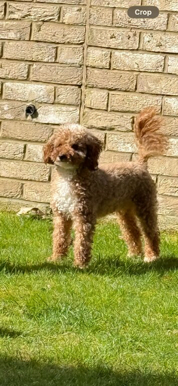 Miniature Poodle for Stud.