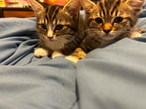 BENGAL X KITTENS / READY TO LEAVE NOW
