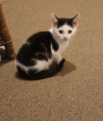 Playful kittens