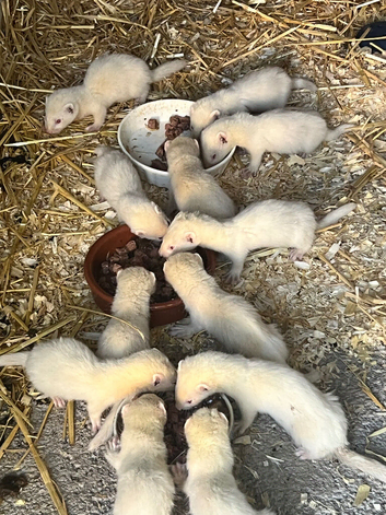 Lovely ferrets - Ready to go