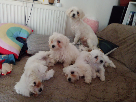 4 Adorable Maltese Puppies Looking for Loving Forever Homes!