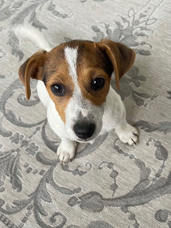 Jack Russell short legged puppy