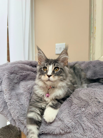 1 Beautiful full pedigree TICA registered Maine Coon kitten FEMALE
