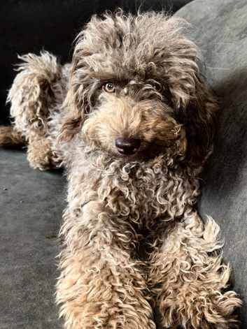 Hypoallergenic Chocolate Toy Labradoodle