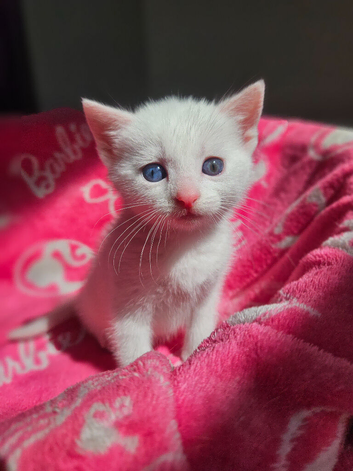 3 Beautiful kitten's
