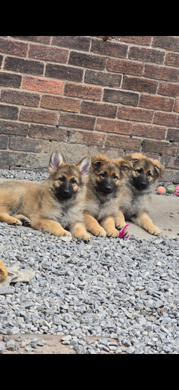Lunas beautiful first litter