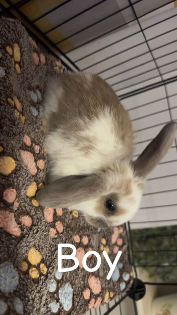 Mini lop X lion lop babies
