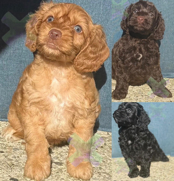 F1 small mini cockapoos various colours 30 dna health tested clear