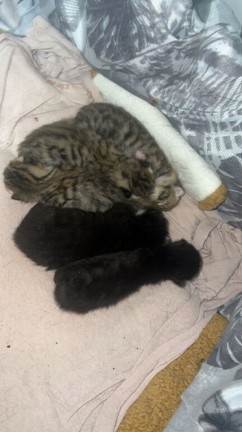 Bengal x tabby kittens