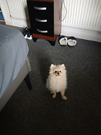 Pomeranian 5 month old