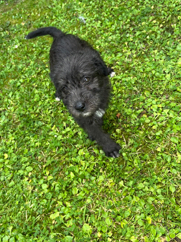 Cockapoos