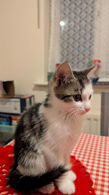 Kitten for sale