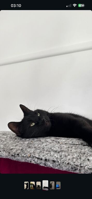 Lovely adult female black cat