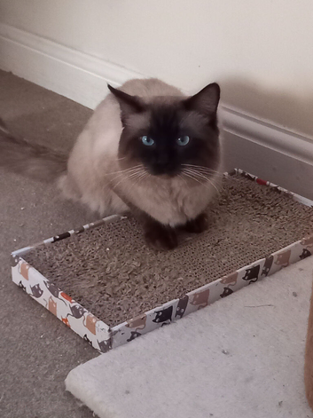 Stunning Male Ragdoll