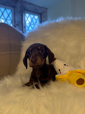 Miniature Dachshund puppies