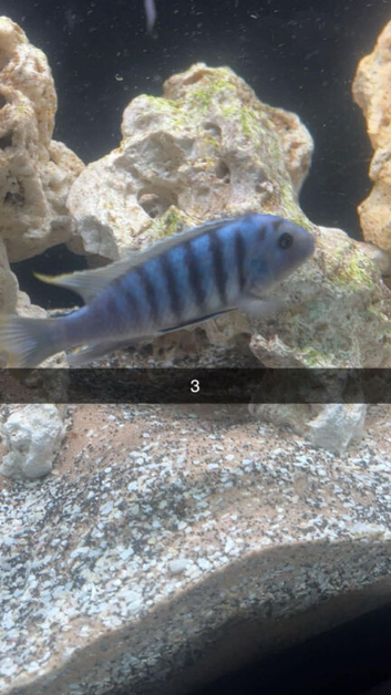 Cichlids around 25 maybe more