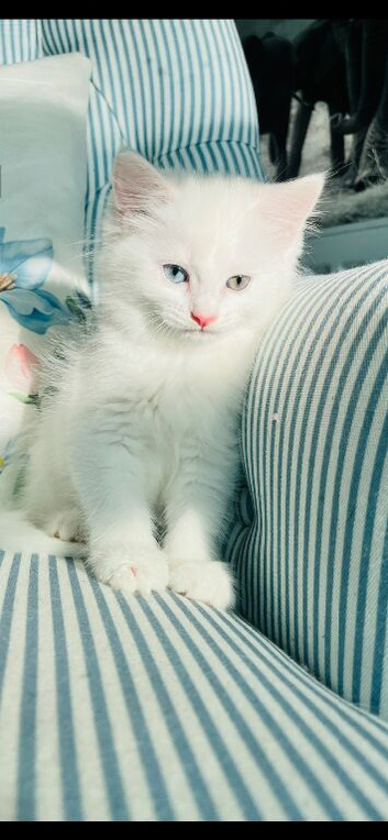 Persian cross Angora kittens ready For Loving homes.