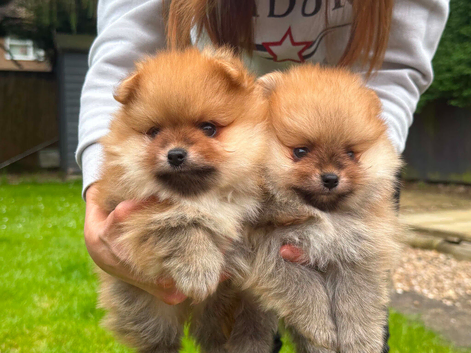 2 Beautiful Boy Pomeranian Puppies