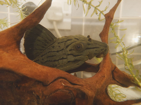 Stunning Dull-Eyed Royal Pleco L191