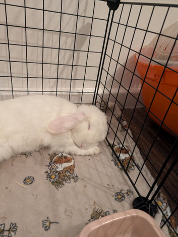 Two beautiful female albino rabbits