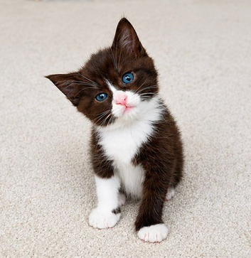 Reduced-Mainecoon cross ready now