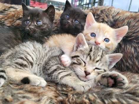 Beautiful kittens 2 boys and 1 girl left