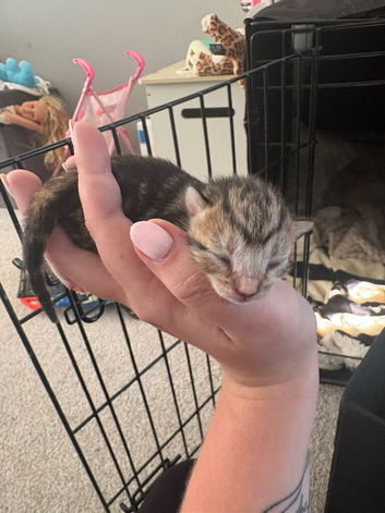 New kittens day old