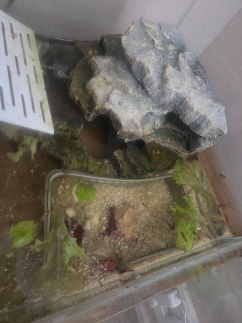 turtle and setup