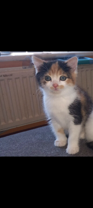 Beautiful female kitten